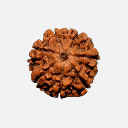 Rudraksha