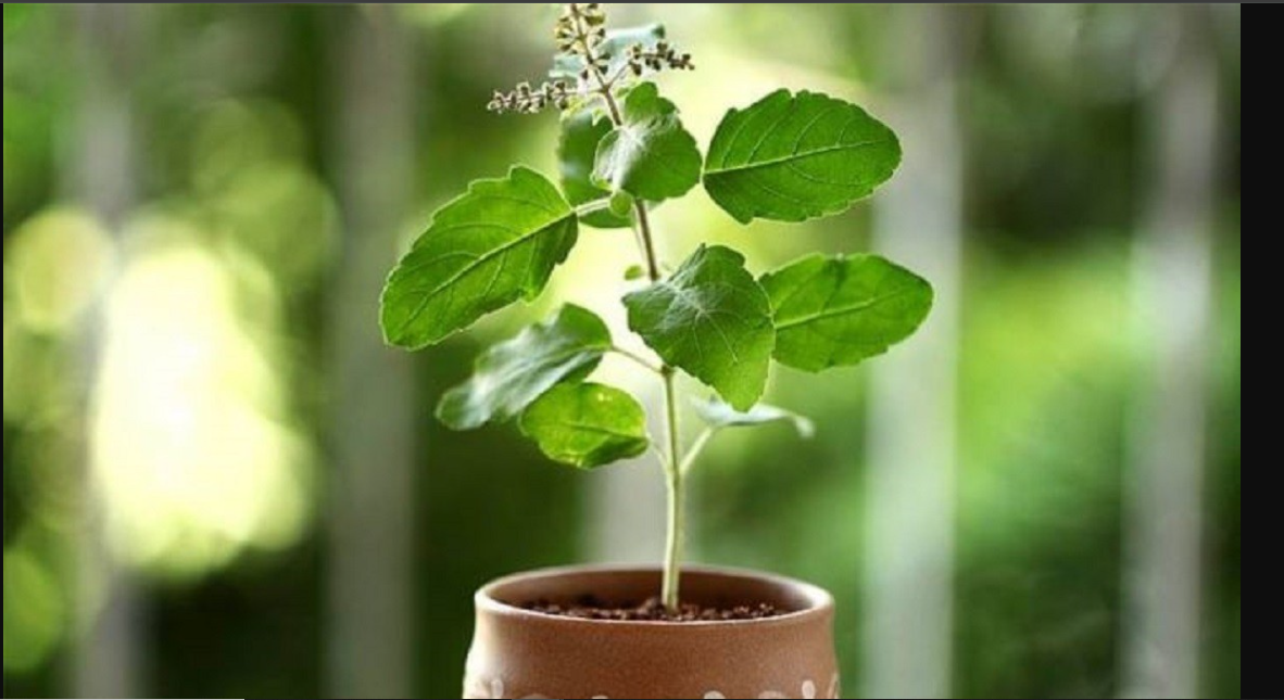 Tulsi Plant at Home: What is the Best Tulsi Plant direction According to Vastu Shastra